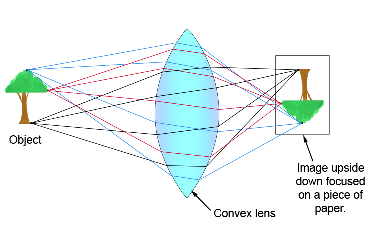 Numerous rays from many points on an object focused by a convex lens to form an upside down image